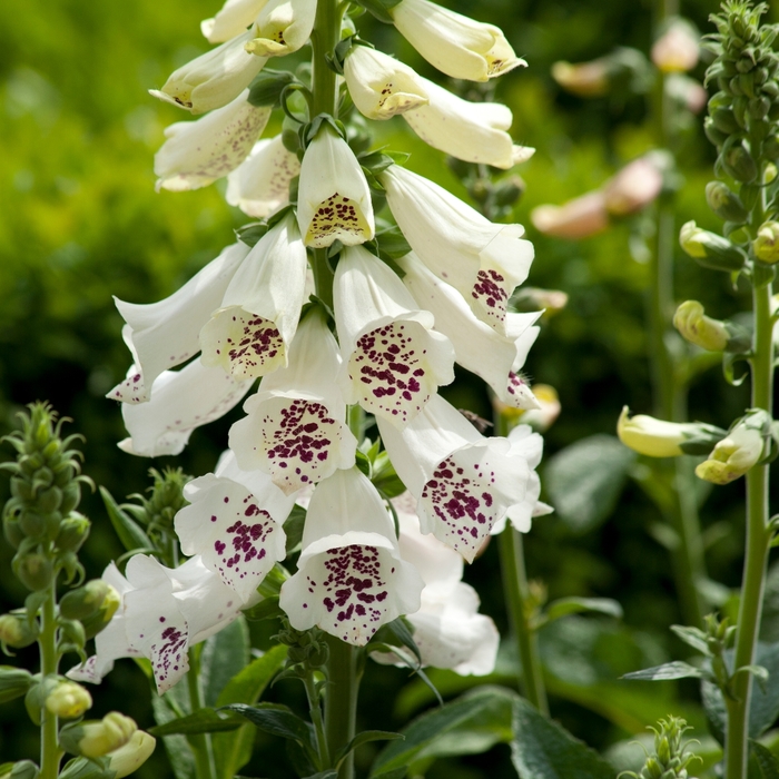 'Dalmatian White' - Digitalis purpurea (Foxglove) from Milmont Greenhouses