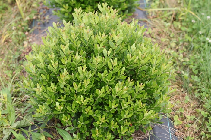 'Strongbox&reg;' Inkberry Holly - Ilex glabra from Milmont Greenhouses