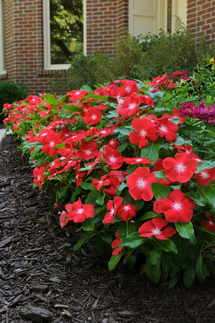 Pacifica XP 'Orange' - Catharanthus roseus (Annual Vinca; Periwinkle) from Milmont Greenhouses