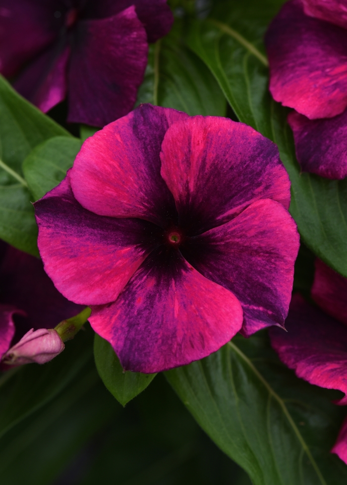 Tattoo&trade; Black Cherry - Catharanthus roseus (Vinca, Madagascar Periwinkle) from Milmont Greenhouses