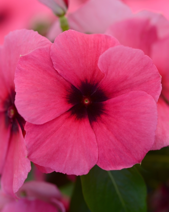 Tattoo&trade; Raspberry - Catharanthus roseus (Vinca, Madagascar Periwinkle) from Milmont Greenhouses
