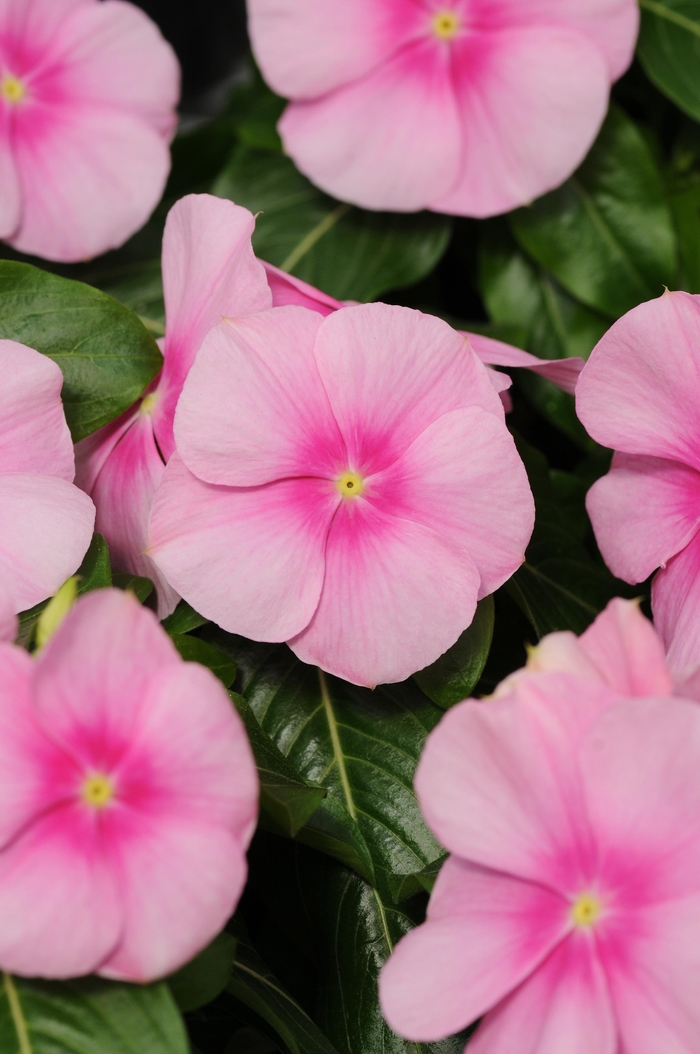 Titan&trade; 'Icy Pink' - Catharanthus roseus (Vinca, Periwinkle) from Milmont Greenhouses