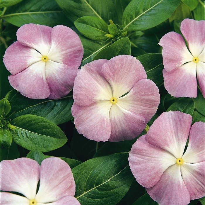 Titan&trade; 'Lavender Blue Halo' - Catharanthus roseus (Annual Vinca; Periwinkle) from Milmont Greenhouses