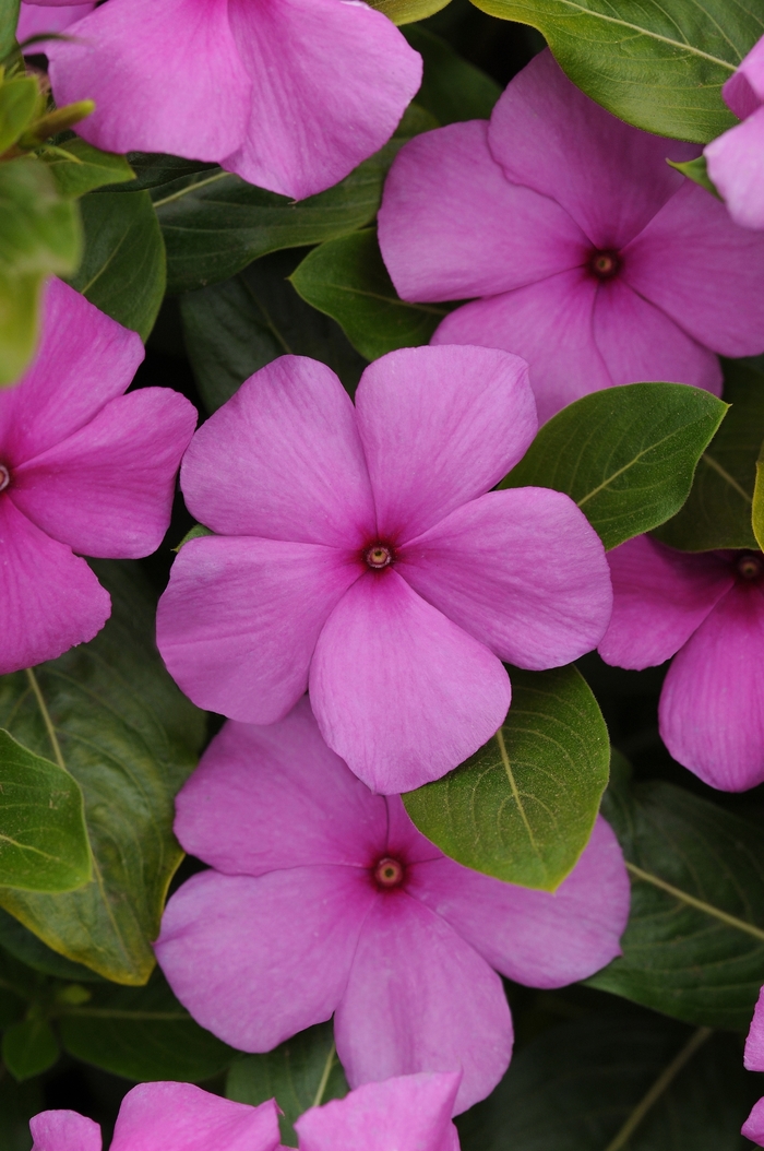 Titan&trade; 'Lilac' - Catharanthus roseus (Vinca, Periwinkle) from Milmont Greenhouses