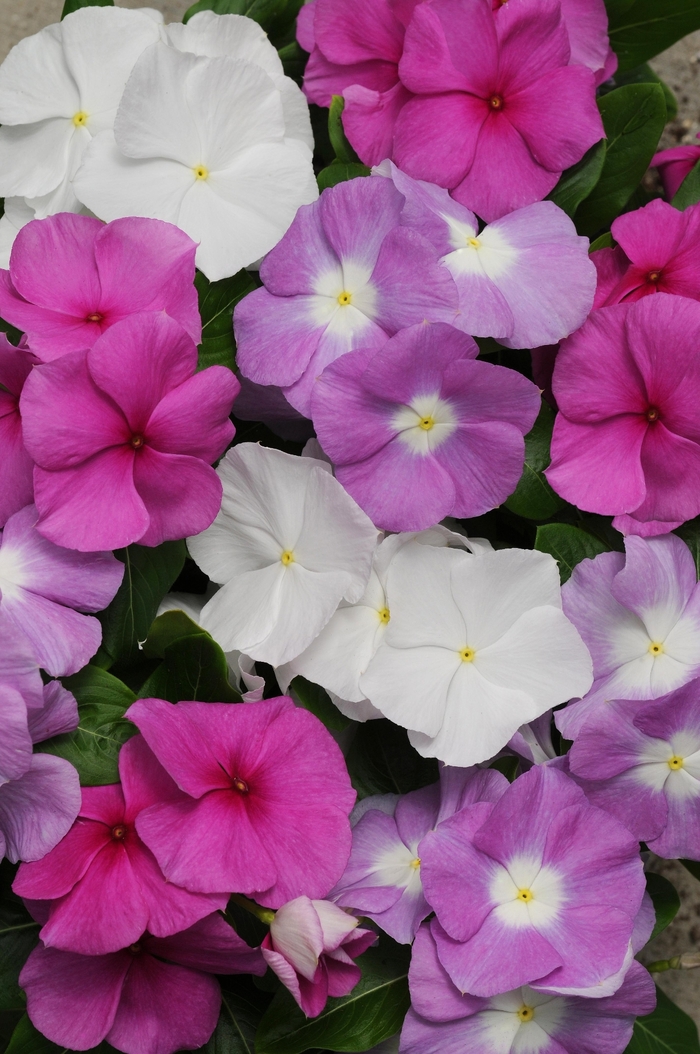 Titan&trade; 'Summer Breeze Mix' - Catharanthus roseus (Vinca, Periwinkle) from Milmont Greenhouses