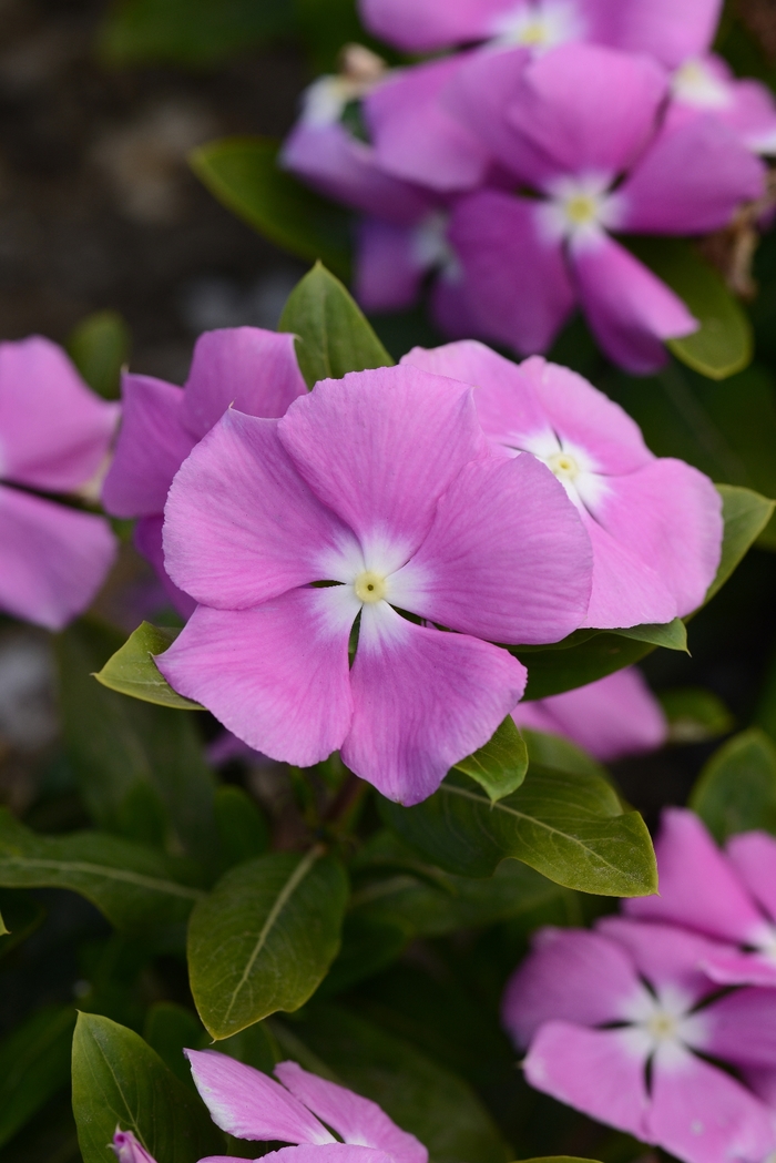 Vinca - Catharanthus roseus from Milmont Greenhouses