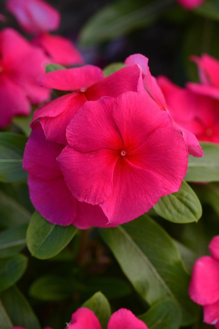 Valiant&trade; 'Punch' - Catharanthus roseus (Vinca) from Milmont Greenhouses
