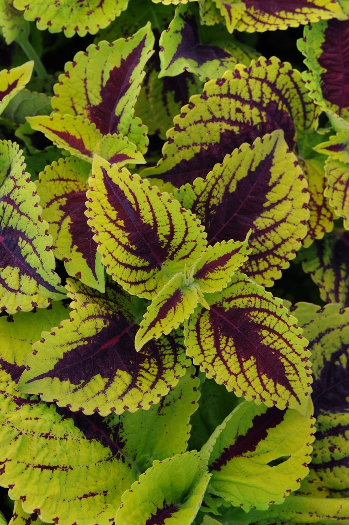 Kong Jr.&trade; 'Lime Vein' - coleus scutellarioides from Milmont Greenhouses