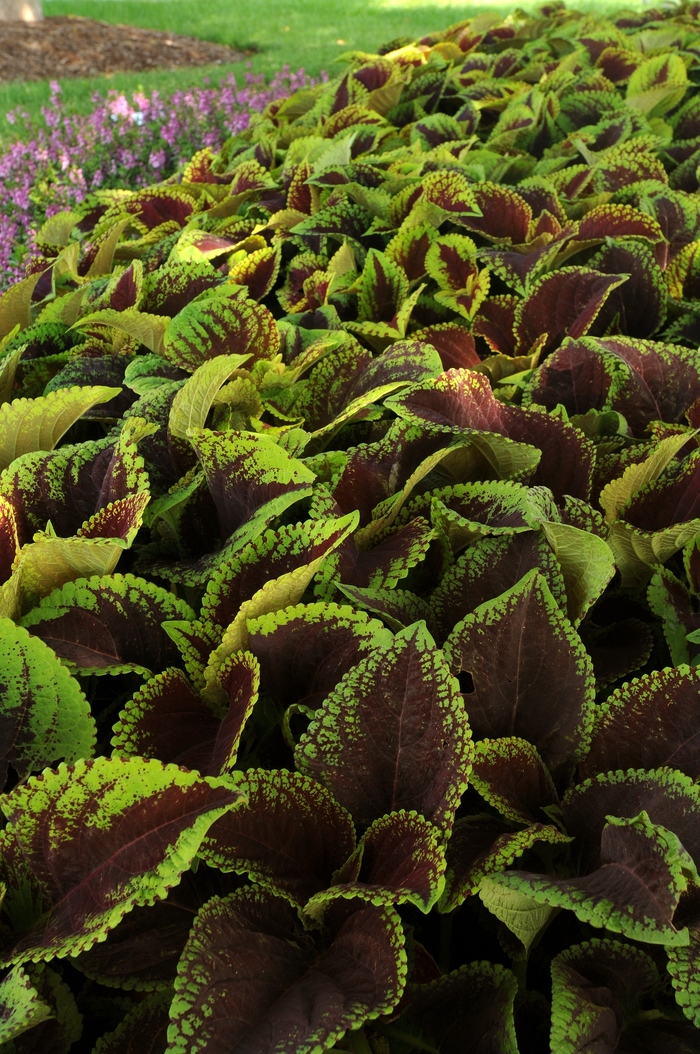 Kong Jr.&trade; 'Scarlet' - coleus scutellarioides from Milmont Greenhouses