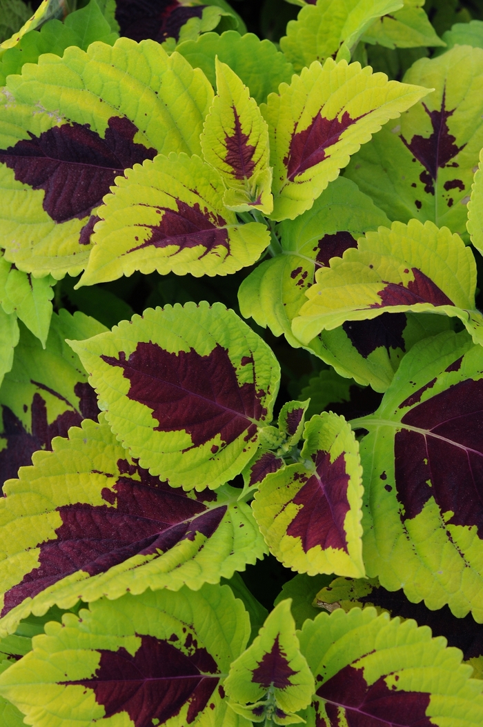 Kong&reg; 'Lime Sprite' - coleus scutellarioides from Milmont Greenhouses
