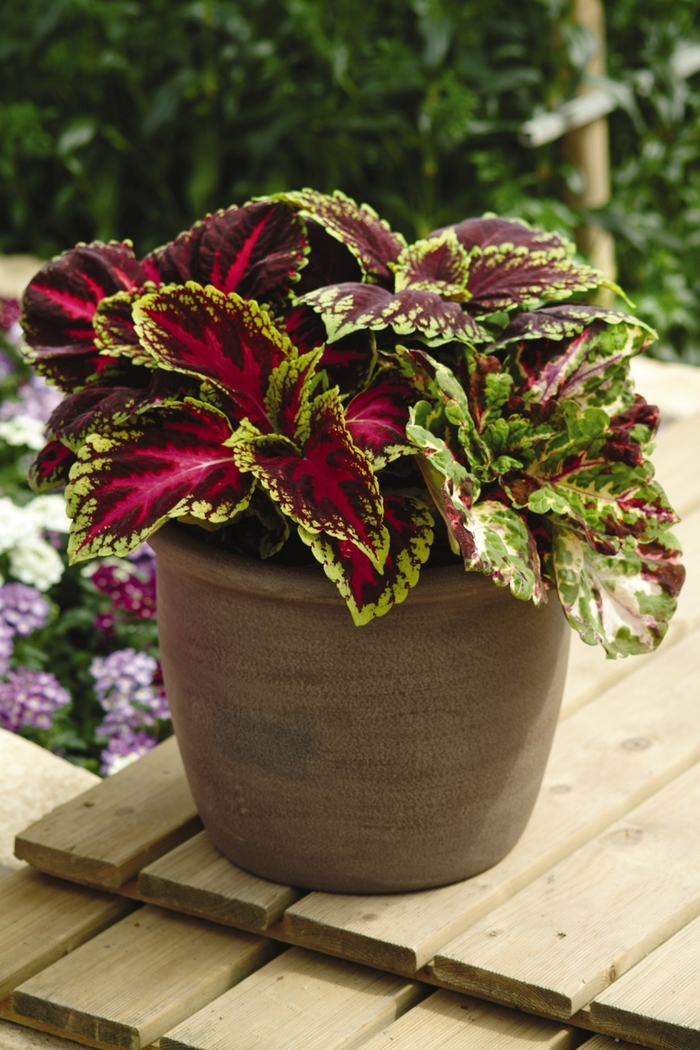 Kong&reg; 'Mosaic' - coleus scutellarioides from Milmont Greenhouses