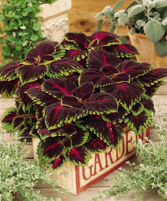 Kong&reg; 'Red' - coleus scutellarioides from Milmont Greenhouses