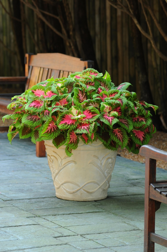 Kong&reg; 'Salmon Pink' - coleus scutellarioides from Milmont Greenhouses