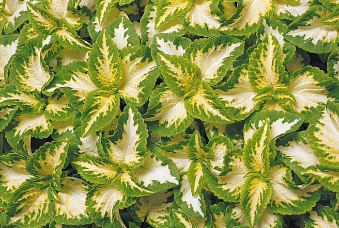 Wizard&reg; 'Jade' - coleus from Milmont Greenhouses