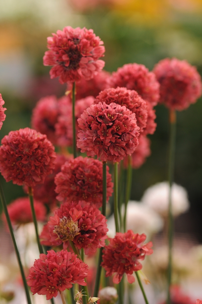 'Ballerina Red' - Armeria pseudarmeria (Sea Thrift) from Milmont Greenhouses