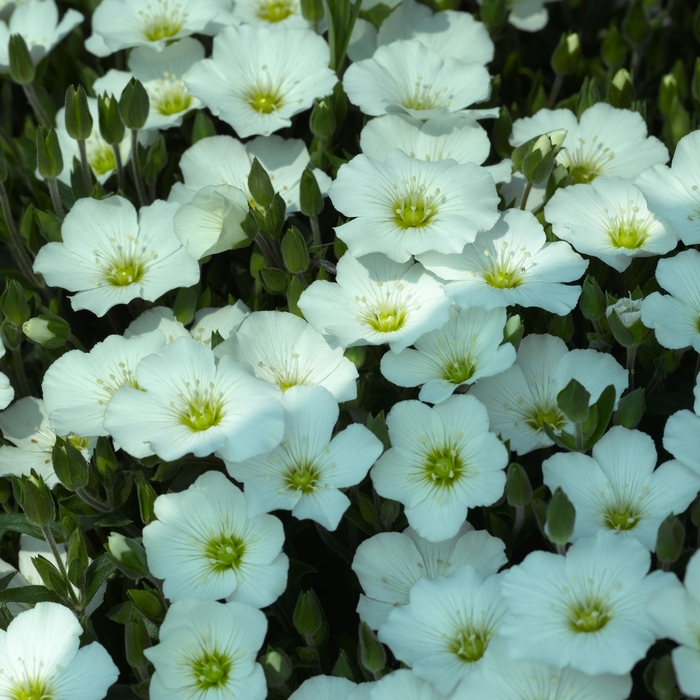 'Blizzard Compact' Mountain Sandwort - Arenaria montana from Milmont Greenhouses