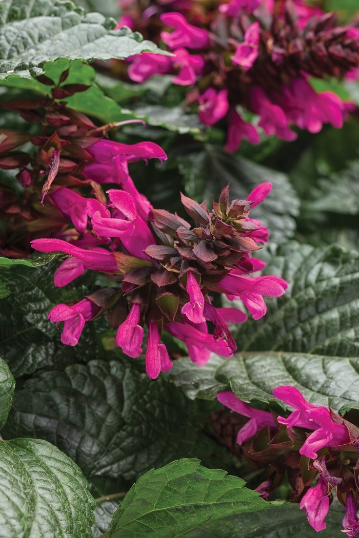 Rockin&reg; 'Fuchsia' - Salvia from Milmont Greenhouses