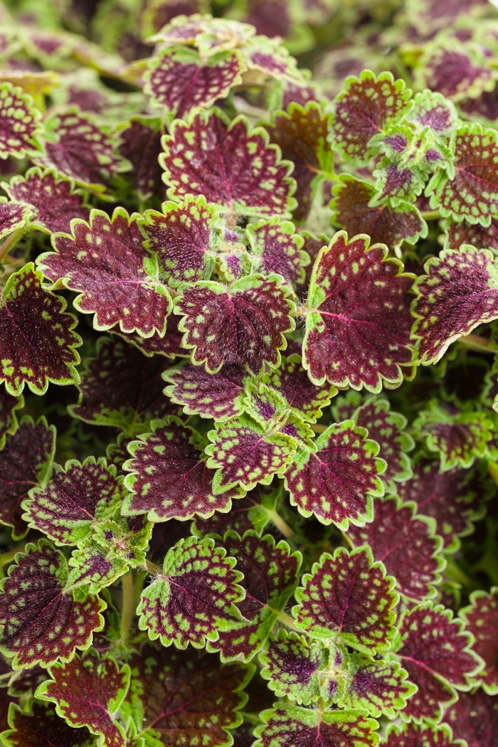 ColorBlaze&reg; 'Chocolate Drop' - coleus scutellarioides from Milmont Greenhouses