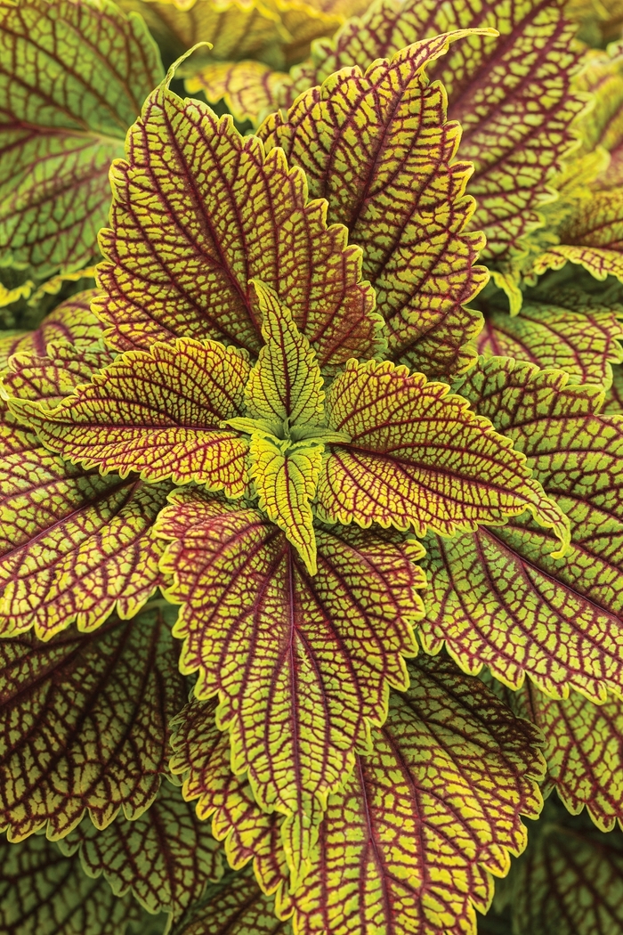 ColorBlaze&reg; 'Golden Dreams&trade;' - coleus scutellarioides from Milmont Greenhouses