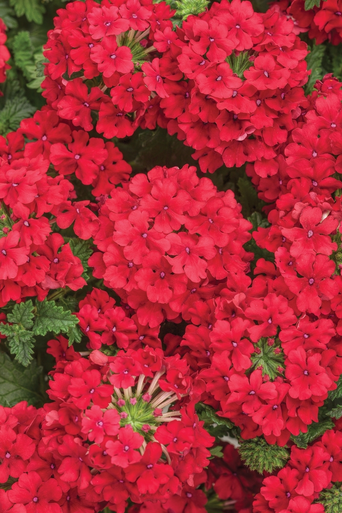 Superbena&reg; 'Red' - Verbena from Milmont Greenhouses