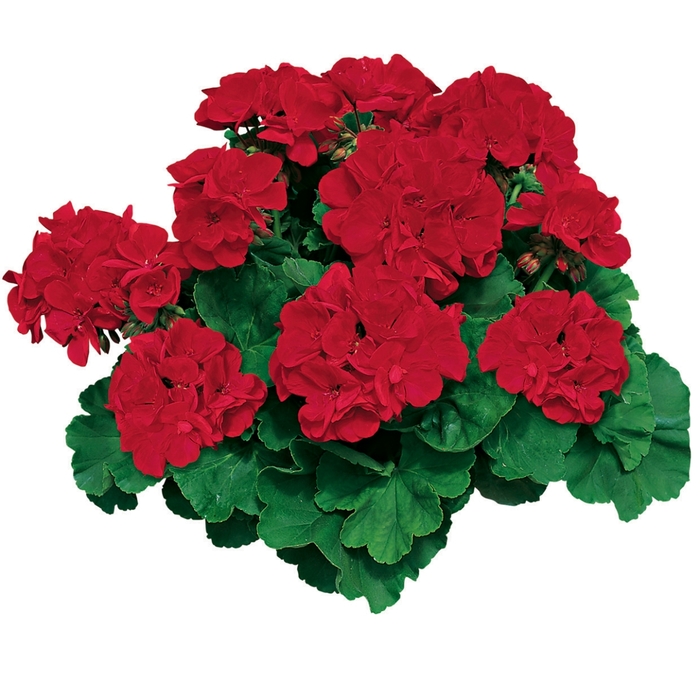 Americana&reg; 'Dark Red' - Pelargonium x hortorum (Zonal Geranium) from Milmont Greenhouses