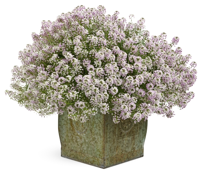 'Blushing Princess&reg;' Sweet Alyssum - Lobularia from Milmont Greenhouses