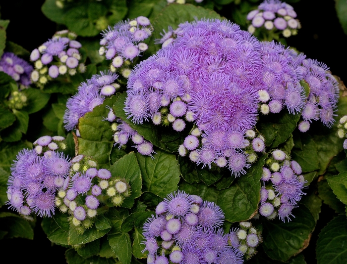 'Aloha Blue' Floss Flower - Ageratum houstonianum from Milmont Greenhouses