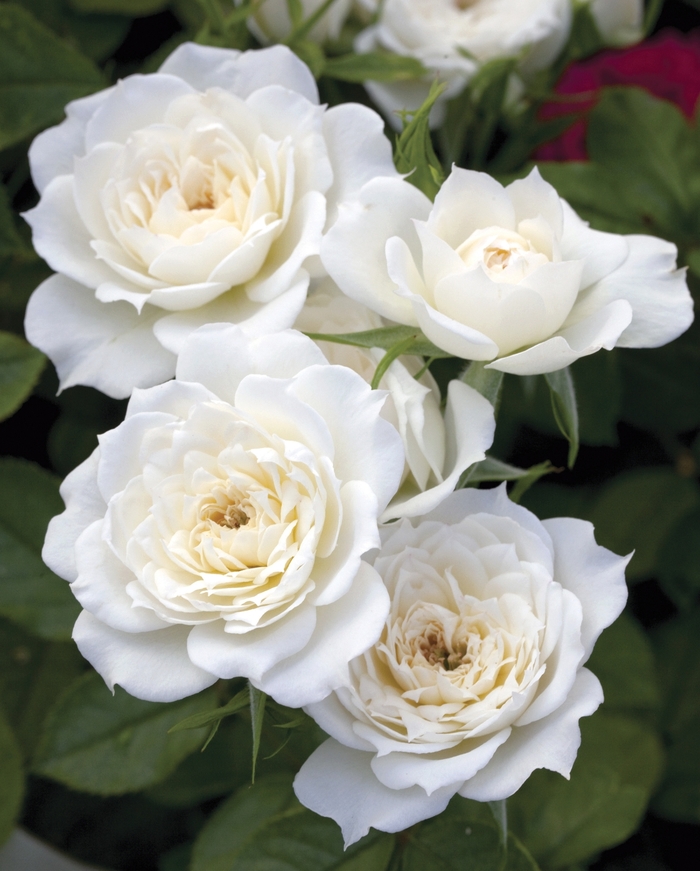 Sunblaze&reg; Bridal - Rosa (Rose) from Milmont Greenhouses