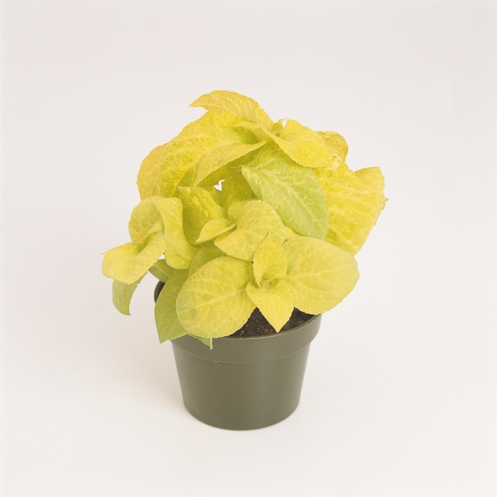 Wizard&reg; 'Golden' - coleus scutellarioides from Milmont Greenhouses