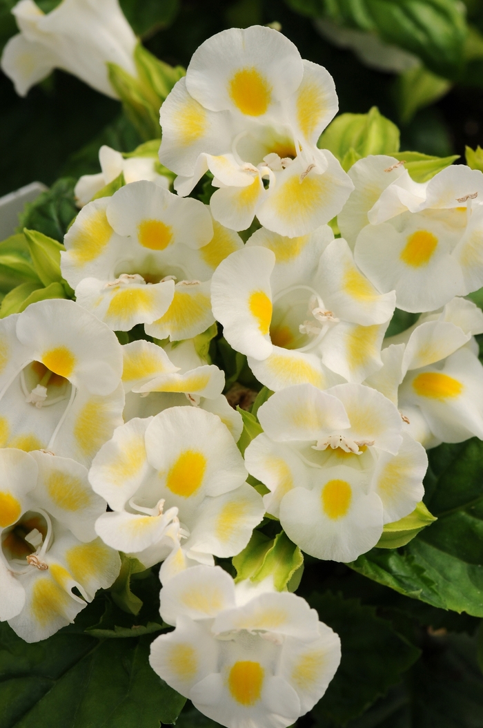 'Kauai Lemon Drop' Wishbone Flower - Torenia fournieri from Milmont Greenhouses