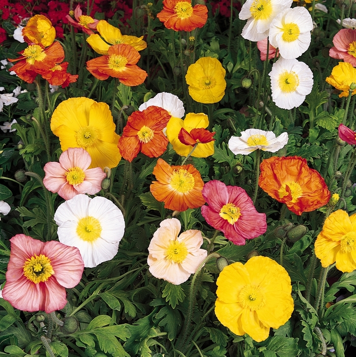 Champagne Bubbles 'Mix' - Papaver nudicaule (Iceland poppy) from Milmont Greenhouses