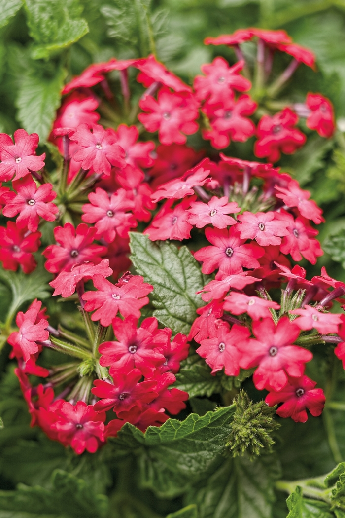 Superbena Royale&reg; 'Iced Cherry' - Verbena from Milmont Greenhouses