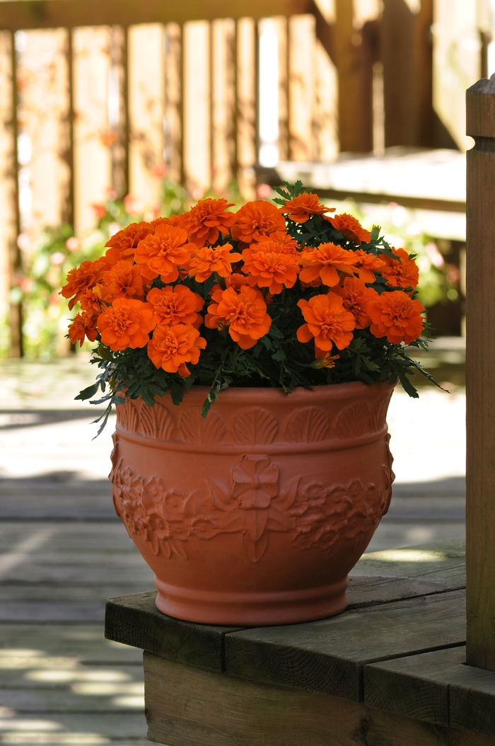 Bonanza 'Deep Orange' - Tagetes patula (French Marigold) from Milmont Greenhouses