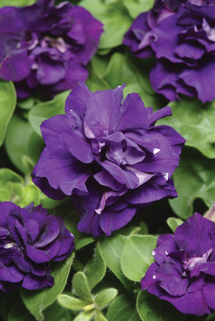 Double Madness&trade; 'Blue' - Petunia from Milmont Greenhouses