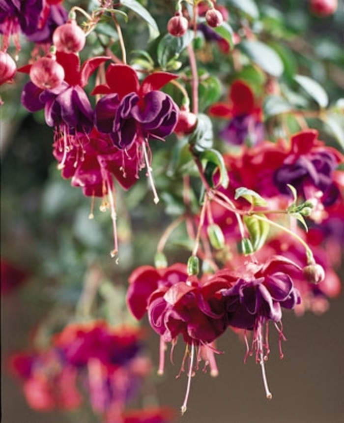 'Dark Eyes' Trailing Fuchsia - Fuchsia from Milmont Greenhouses