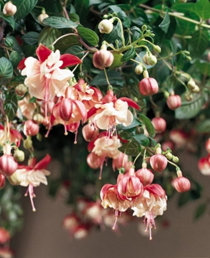 'Swingtime' Trailing Fuchsia - Fuchsia from Milmont Greenhouses