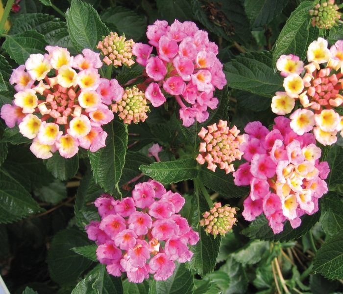 Bandana&reg; ''Pink'' - Lantana camara from Milmont Greenhouses