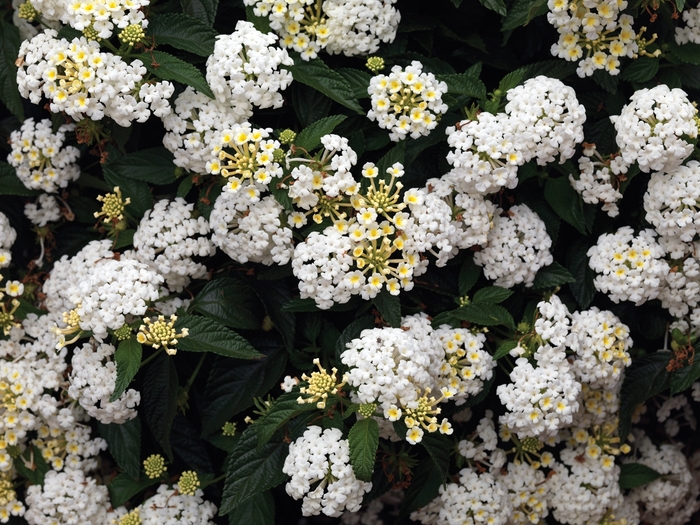 Bandana&reg; 'White' - Lantana camara from Milmont Greenhouses