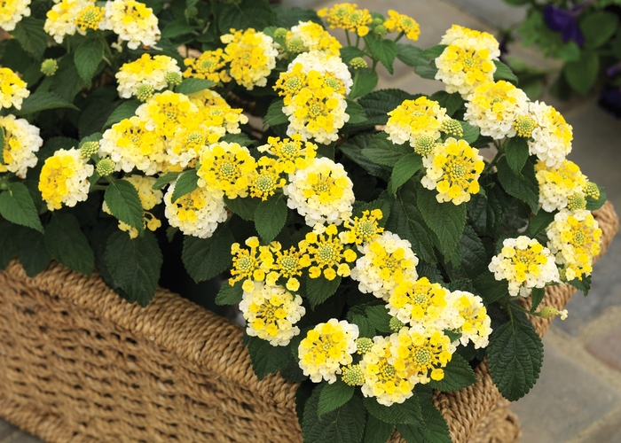 Bandana&reg; 'Lemon Zest' - Lantana camara from Milmont Greenhouses