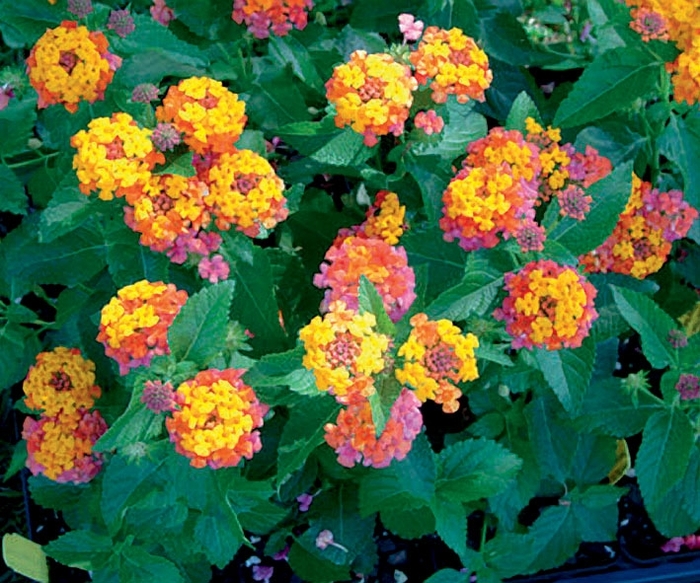Bandana&reg; 'Cherry Sunrise' - Lantana camara from Milmont Greenhouses