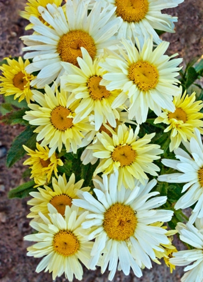 Amazing Daisies&reg; 'Banana Cream' - Leucanthemum x superbum (Shasta Daisy) from Milmont Greenhouses