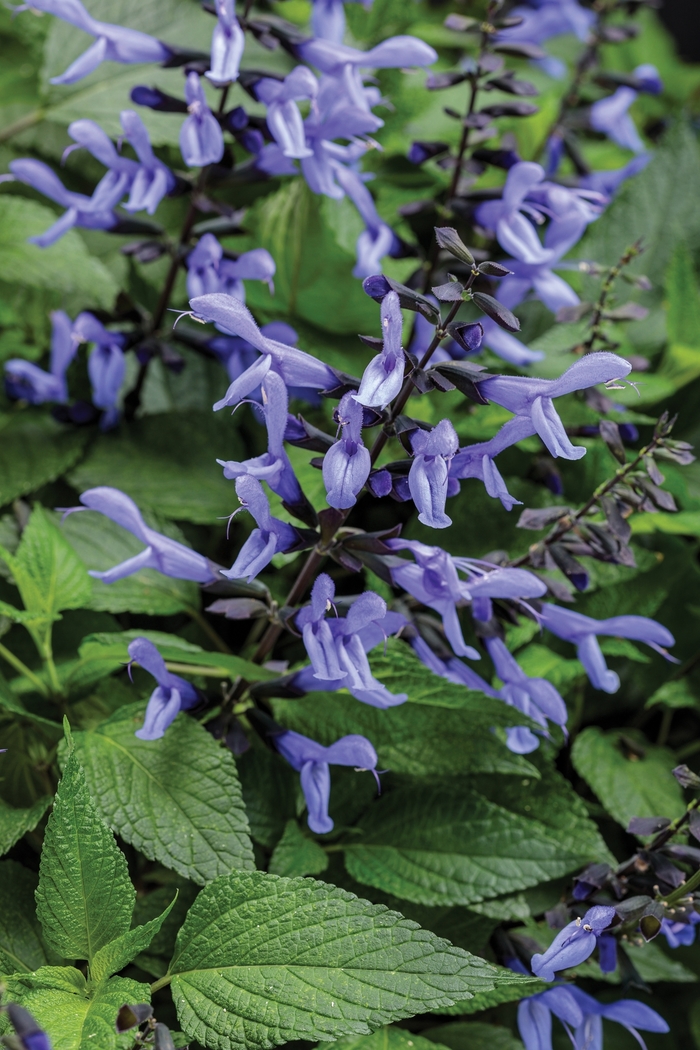 Rockin'&reg; 'Blue Suede Shoes&trade;' - Salvia from Milmont Greenhouses