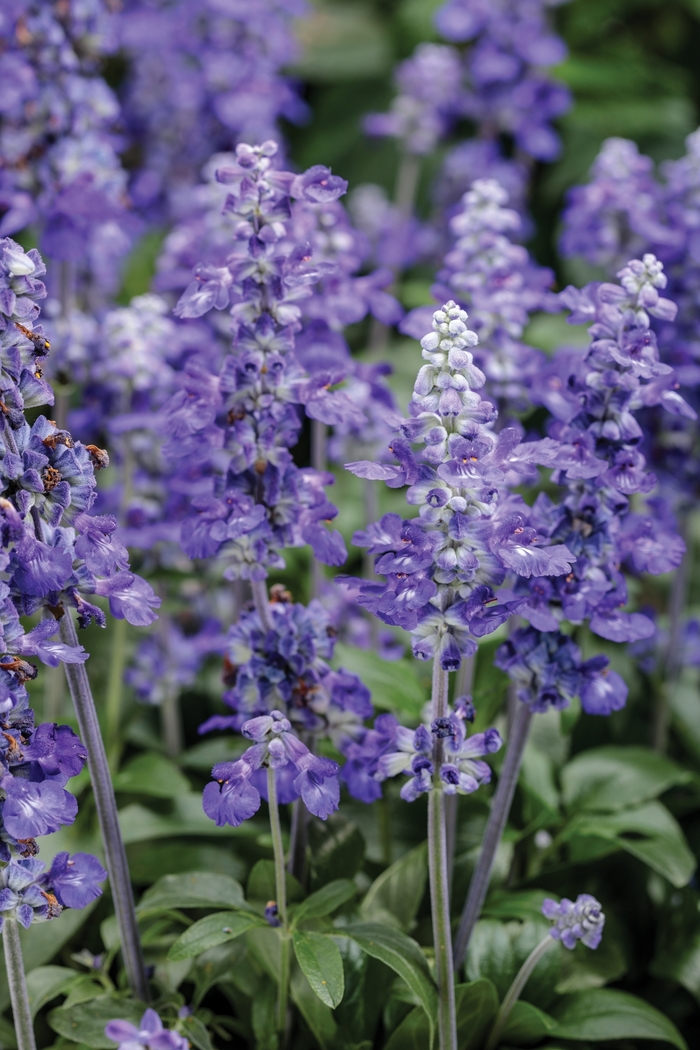 Unplugged&trade; 'So Blue&trade;' - Salvia farinacea (Mealycup Sage) from Milmont Greenhouses