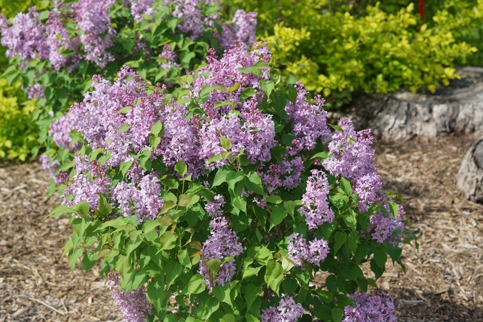 Lilac - Syringa x hyacinthiflora from Milmont Greenhouses