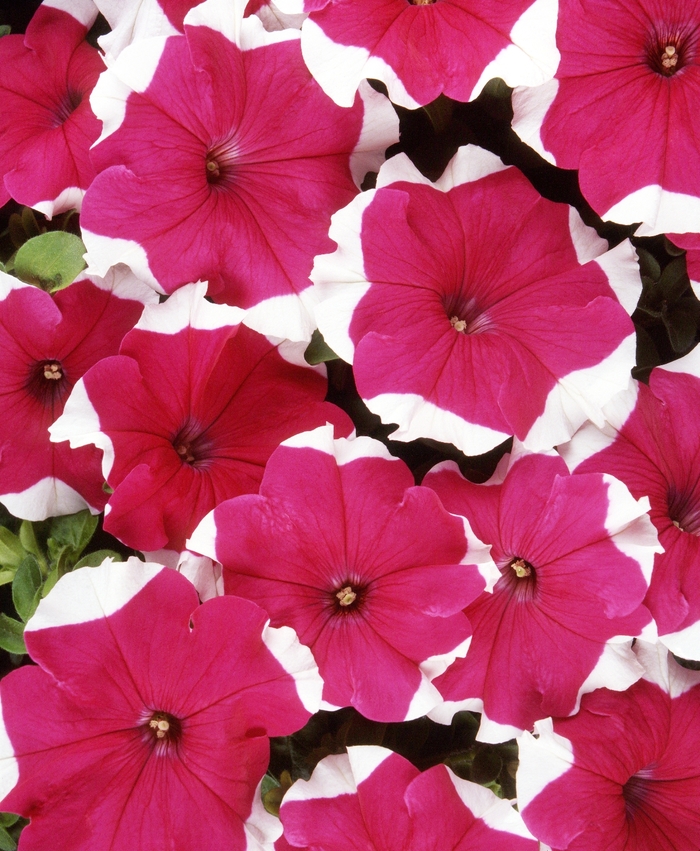 Dreams&trade; 'Rose Picotee' - Petunia from Milmont Greenhouses