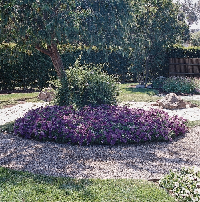 Dreams&trade; 'Sky Blue' - Petunia from Milmont Greenhouses
