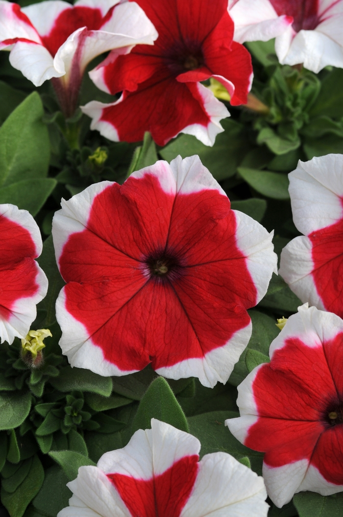 Dreams&trade; 'Red Picotee' - Petunia from Milmont Greenhouses