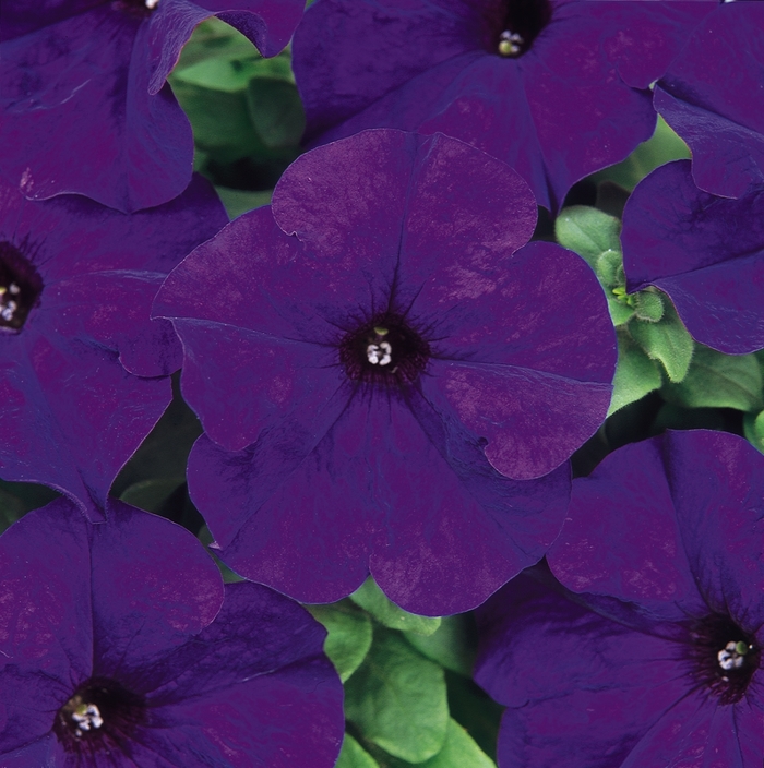 Dreams&trade; 'Midnight' - Petunia from Milmont Greenhouses