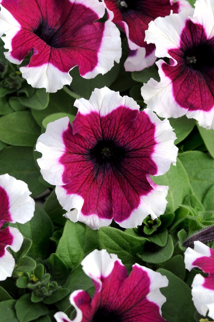 Dreams&trade; 'Burgundy Picotee' - Petunia from Milmont Greenhouses