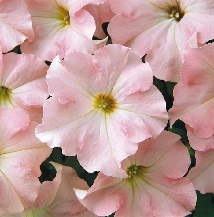 Dreams&trade; 'Appleblossom' - Petunia from Milmont Greenhouses